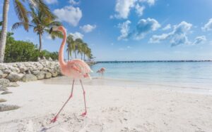 Caribbean e-SIM Card